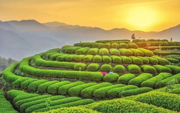  省茶产业绿色发展政策支持资金 